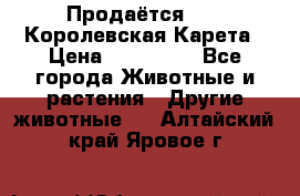 Продаётся!     Королевская Карета › Цена ­ 300 000 - Все города Животные и растения » Другие животные   . Алтайский край,Яровое г.